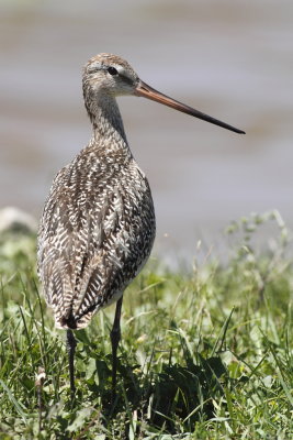 Marbled Godwit