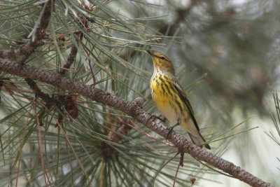 Cape May Warbler - Fall
