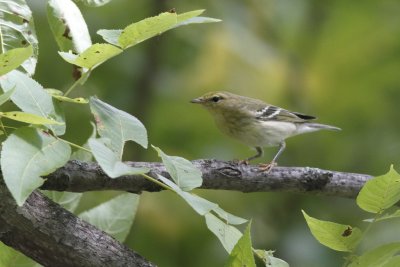 Blackpoll Warbler - Fall