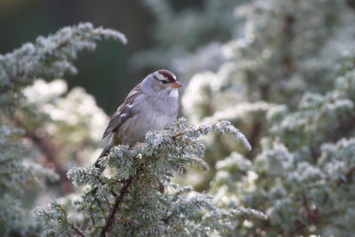 White Crowned Sparrow Immature
