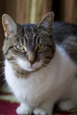 Molli the cat