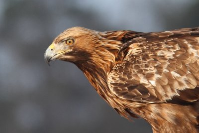 Golden Eagle (Kungsrn)