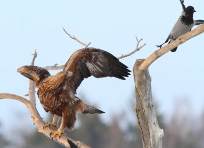 Golden Eagle & Hooded Crow / Kungsrn & Krka