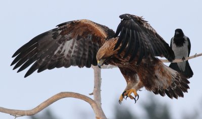 Golden Eagle & Hooded Crow / Kungsrn & Krka