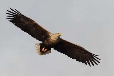 White-tailed Eagle / Havsrn