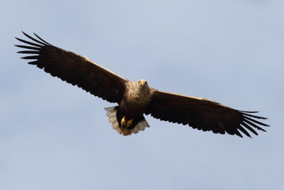 White-tailed Eagle / Havsrn