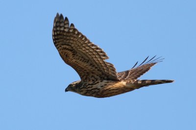 Goshawk / Duvhk
