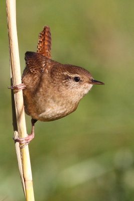 Wren / Grdsmyg