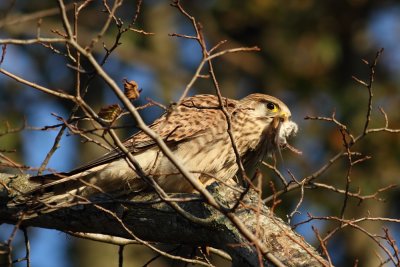 Kestrel / Tornfalk