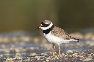 Ringed Plover (Strre strandpipare)