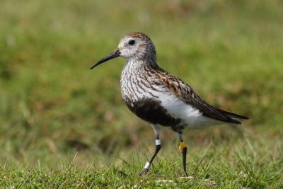 Dunlin / Krrsnppa