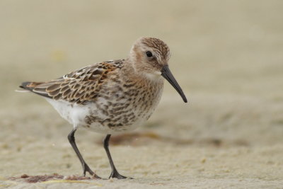 Dunlin / Krrsnppa