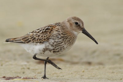 Dunlin / Krrsnppa