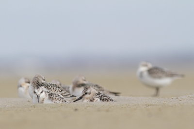 Sanderling / Sandlpare