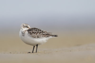 Sanderling / Sandlpare