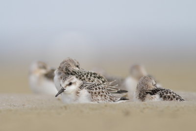 Sanderling / Sandlpare