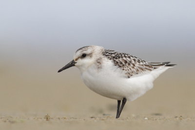 Sanderling / Sandlpare