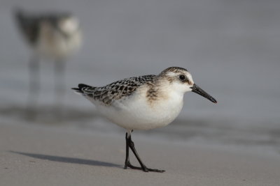 Sanderling / Sandlpare