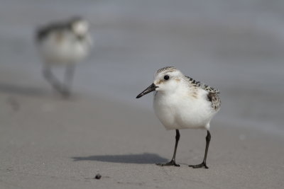 Sanderling / Sandlpare