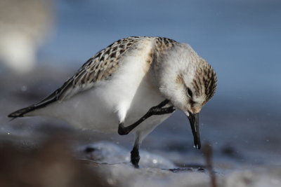 Sanderling / Sandlpare