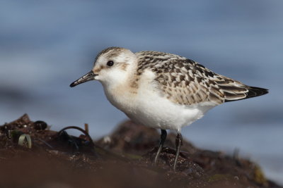 Sanderling / Sandlpare