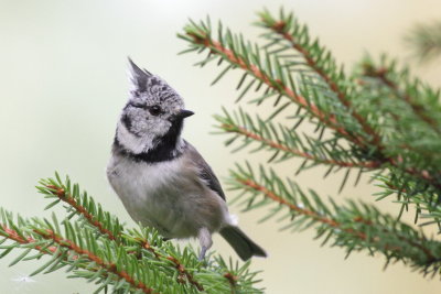 Crested Tit (Tofsmes)