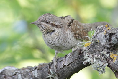 Wryneck / Göktyta