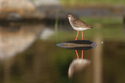 Redshank / Rdbena