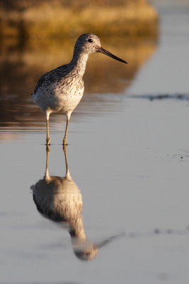 Greenshank / Gluttsnppa