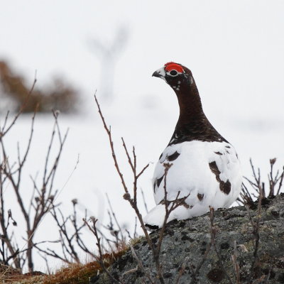 Willow Grouse / Dalripa