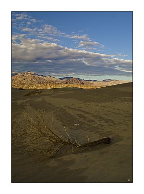 Desert Veggie DSC04702.jpg