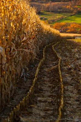 farms