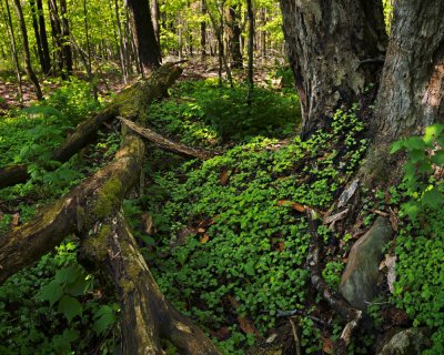 20080517-_MG_9798-800_pano8b.jpg