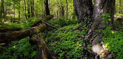 20080517-_MG_9789-94_pano8b.jpg