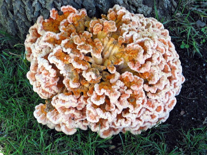 Fungi Pattern