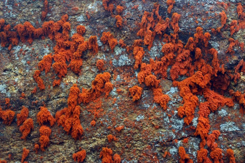Red Lichens