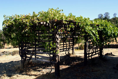 Grape Arbor