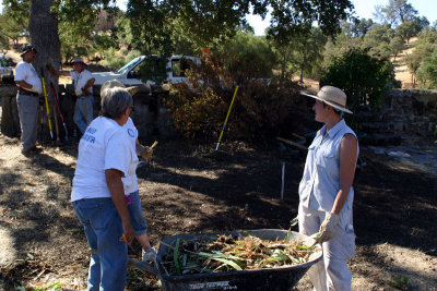 Planting Irises