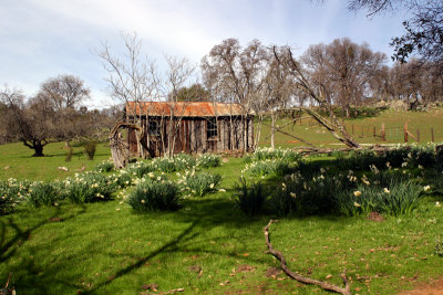 Old Line Cabin and Daffodils