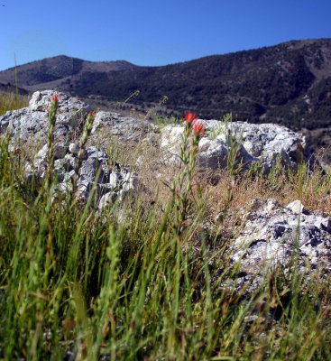 Indian Paint Brush and other wildflowers share the rocky shoreline