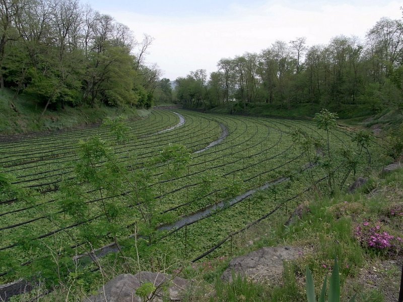 RIMG0102.jpg