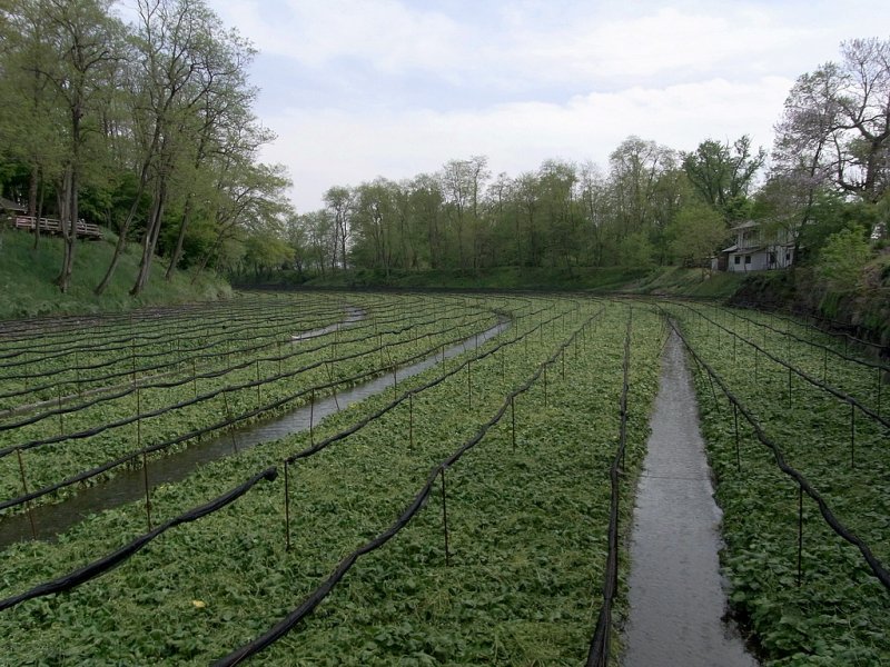 RIMG0105.jpg