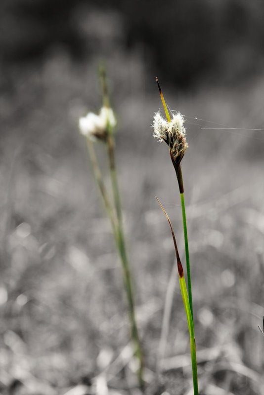 Twin (Cottongrass)