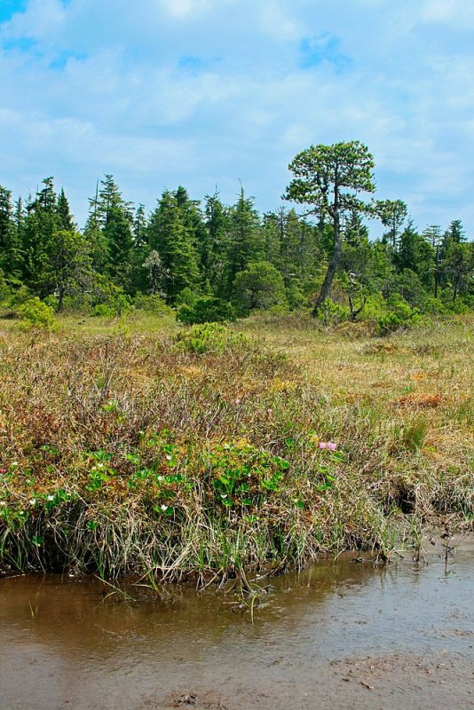 Muskeg