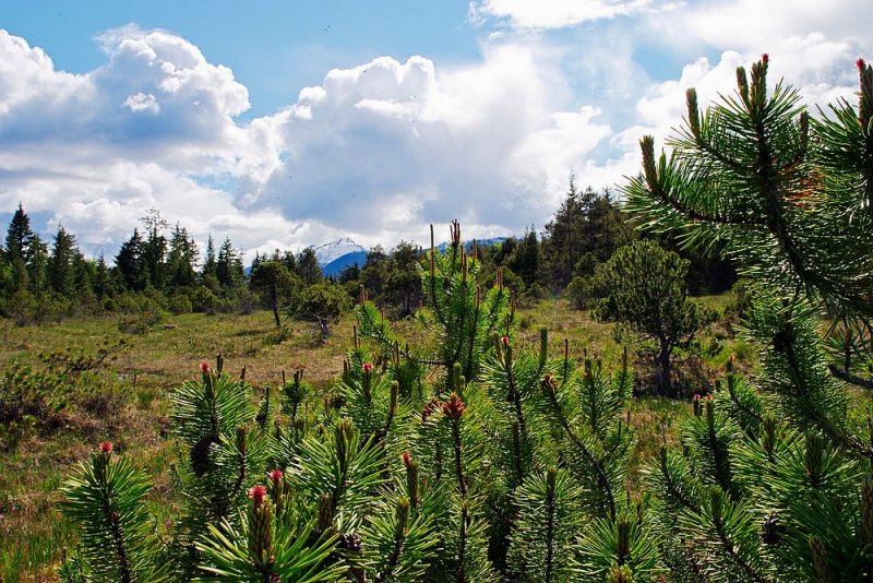 Shore Pine and Muskeg