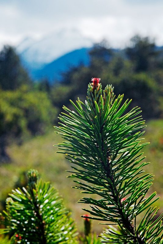 Shore Pine