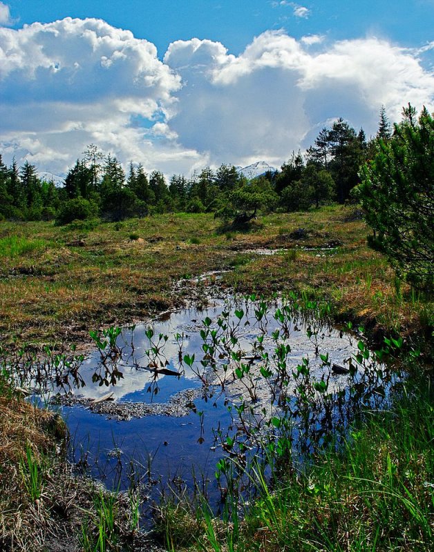 Muskeg Pool
