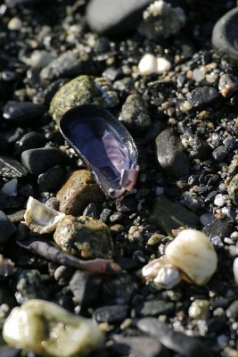 0008_IMG_1786 Mussel