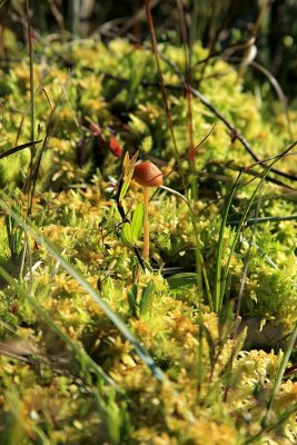 0033_IMG_3142 Mushroom in Moss