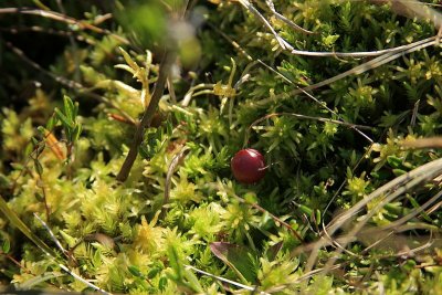 0034_IMG_3143 Bog Cranberry?